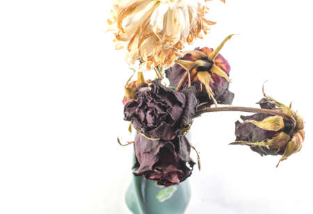 Red dried roses isolated on white backgroundの写真素材