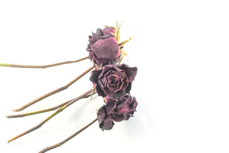 Red dried roses isolated on white backgroundの写真素材