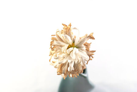 Dried chrysanthemum flowers, floral tea isolated on white backgroundの写真素材