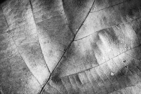 Abstract background with autumnal dried leaf over textureの写真素材