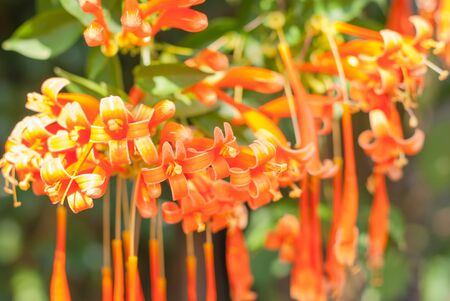 Orange trumpet flower Flame flower Fire-cracker vineの写真素材