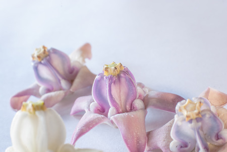Crown Flower scent of Asian exotic flowerの写真素材