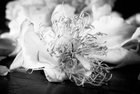 flower and drops in black and white imageの写真素材