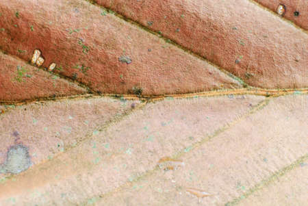 Abstract background with autumnal dried leaf over textureの写真素材