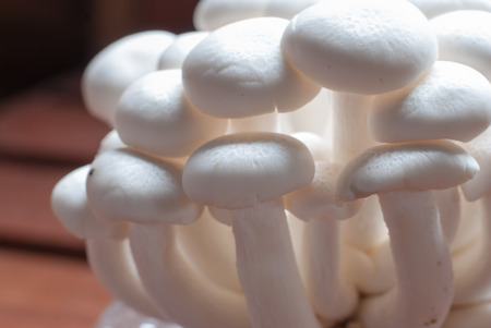 Closeup fresh organic Phoenix mushroom [Indian Oyster]