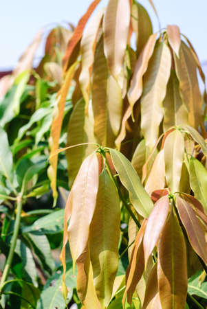 leaves of mango and mango tree.It is a backgroundの写真素材