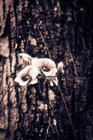 a photo of orchid flower in thailandの写真素材