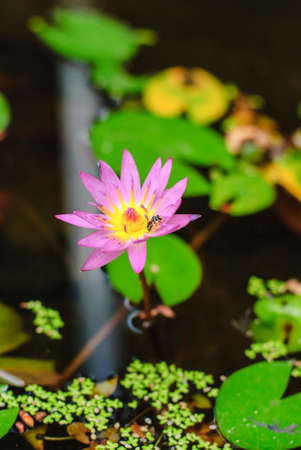 purple lotus or purple water lily in pond in the garden.の写真素材