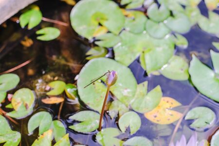 purple lotus or purple water lily in pond in the garden.の写真素材
