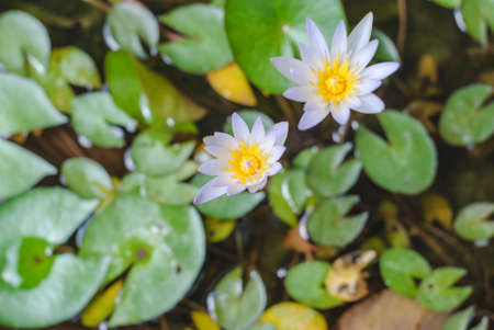 purple lotus or purple water lily in pond in the garden.の写真素材