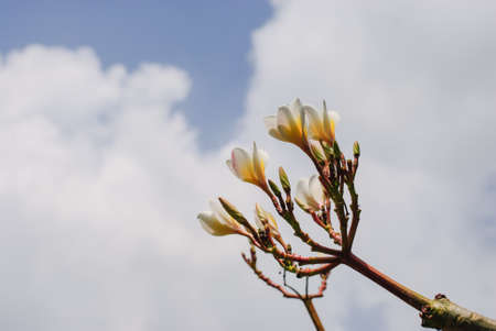 Beautiful plumeria flowers blossom in the frangipani tree.の写真素材