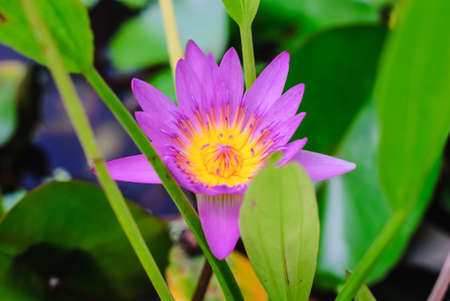 purple lotus or purple water lily in pond in the gardenの写真素材