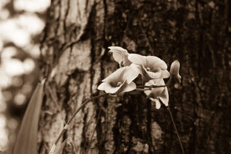 a photo of orchid flower in thailandの写真素材
