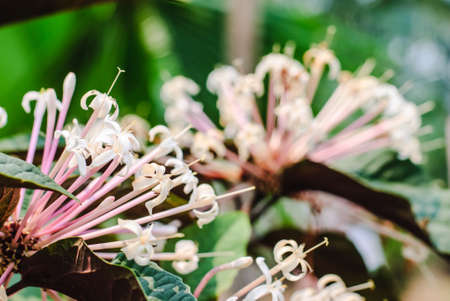 beartiful white quezonla flower in thailand imageの写真素材