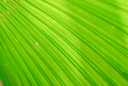 beautiful texture of the palm leaf image