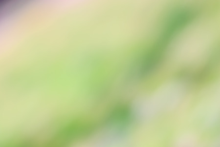 beautiful blurred background with tree and leaf imageの写真素材