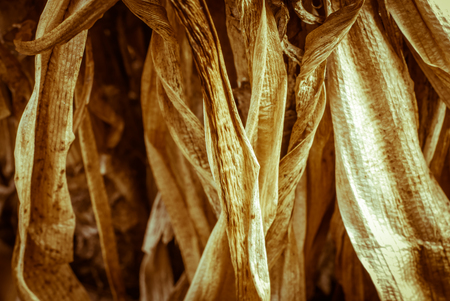 Dry leaves background, brown color of dry leavesの写真素材
