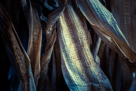 Dry leaves background, brown color of dry leavesの写真素材