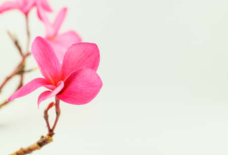 Plumeria flower tropical flower isolated on a white backgroundの写真素材