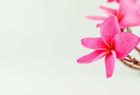 Plumeria flower tropical flower isolated on a white backgroundの写真素材