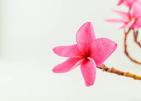 Plumeria flower tropical flower isolated on a white backgroundの写真素材