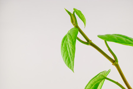 Green betel leaf isolated on the white backgroundの写真素材