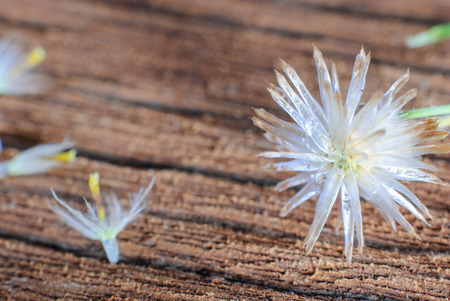 Flower plant grass weed on the old woodenの写真素材