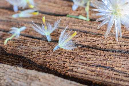 Flower plant grass weed on the old woodenの写真素材