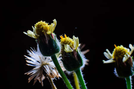 Flower plant grass weed in the nature or in the garden