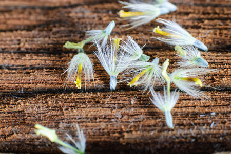 Flower plant grass weed on the old woodenの写真素材