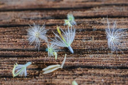 Flower plant grass weed on the old woodenの写真素材