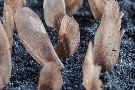 seeds planted in the ground in the garden