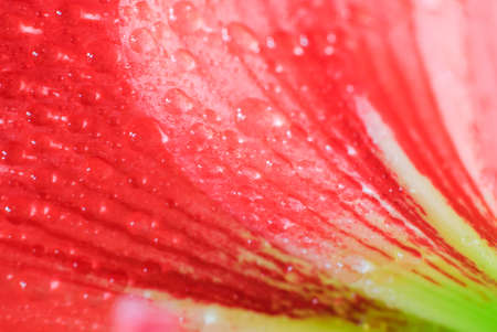 Beautiful macro view of red amaryllis flower