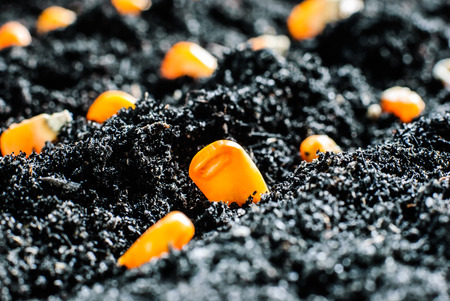 Planting green corn seeds in fertile soilの写真素材