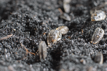 Close-up of seedling of a sunflower growing in soilの写真素材