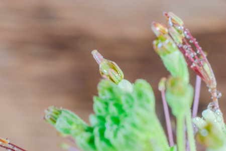 Several budding green hosta plants with water drops after rainの写真素材