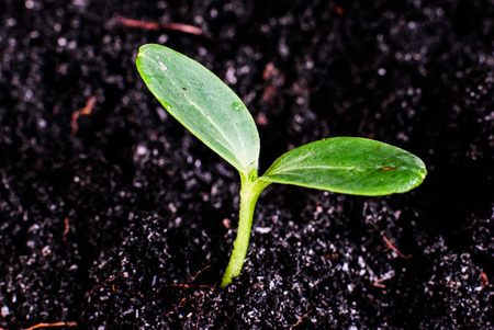 Close-up of young green sprouts growing out of soi