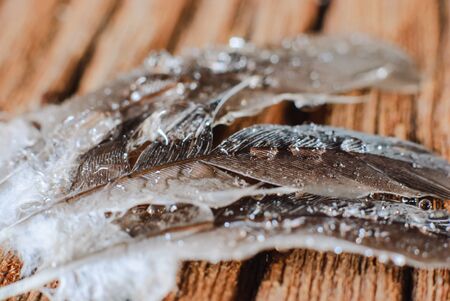 feather with water drops on wood backgroundの写真素材