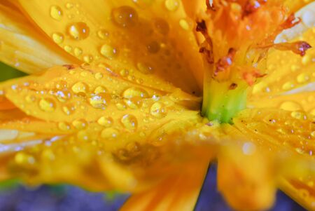 Close up Cosmos sulphureus or Yellow Cosmos flowerの写真素材
