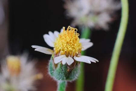 Flower plant grass weed in the nature or in the gardenの写真素材