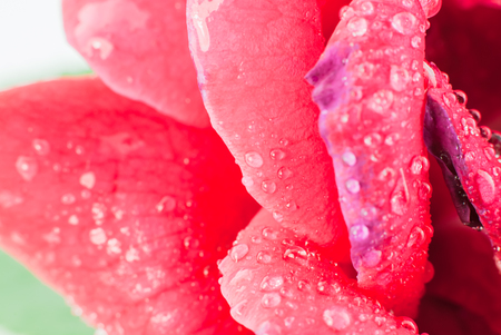 dew drops on the petals of roses macroの写真素材