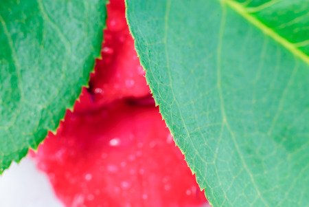 Beautiful Green Rose leaves isolate on white backgroundの写真素材