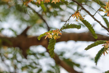 There are flowers of tamarind and tamarind leavesの写真素材