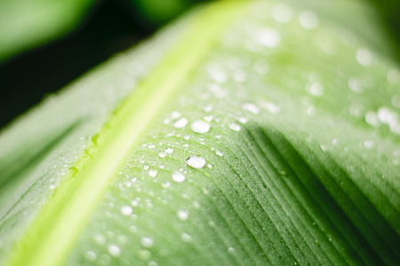 Close up banana leaf with water droplet texture background