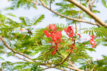 red peacock flower in the garden peacock flower treeの写真素材
