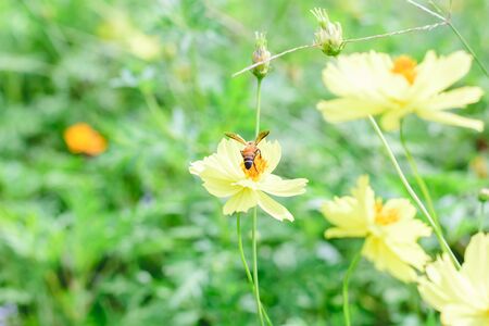 Blur short of Cosmos flower Blooming cosmos flowersの写真素材