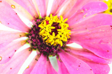 Pink zinnia petals flower background, close upの写真素材