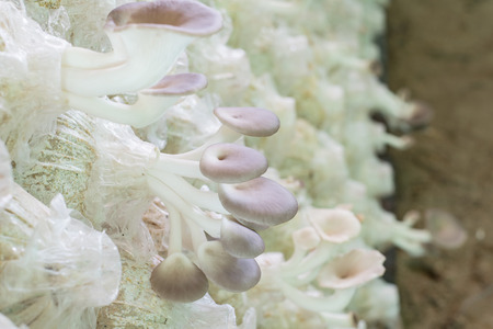 Healthy organic oyster mushroom in Thailand farmの写真素材