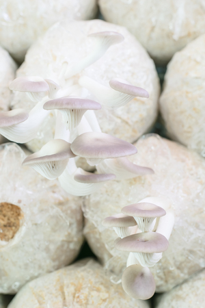 Healthy organic oyster mushroom in Thailand farmの写真素材