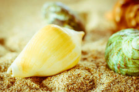 A sea shell lying in the sand on the beachの写真素材